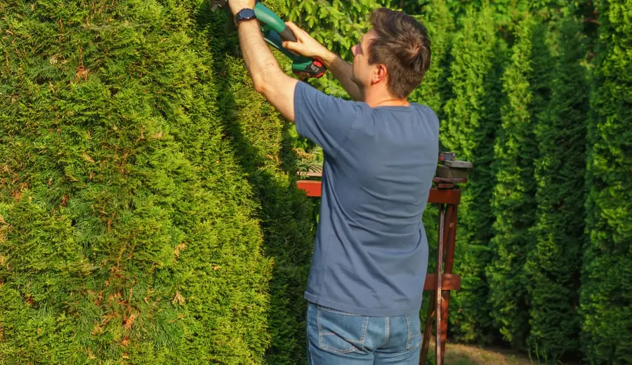 Gärtner schneidet mit der Heckenschere eine Thujahecke – Gartenpflege in Schildow