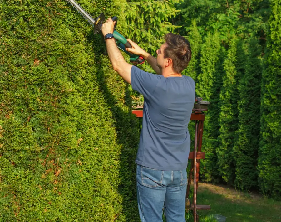 Gärtner beim Heckenschnitt – handwerkliche Gartenarbeit bei GaLaBau Schildow
